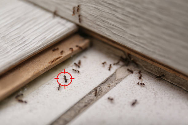 Best Spider Control Near Me  in Lake Waccamaw, NC