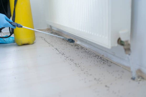 Best Flea Control Services  in Lake Waccamaw, NC